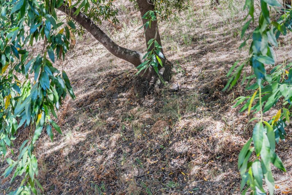 MLS #ML82014120 image #17