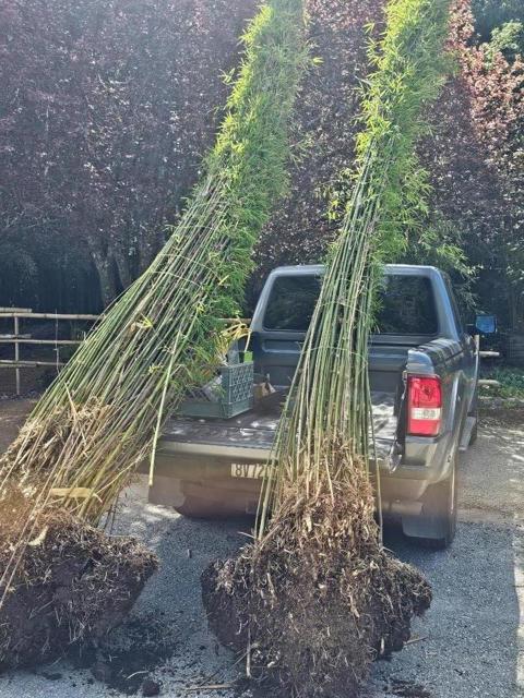 MLS #ML81994546 image #128