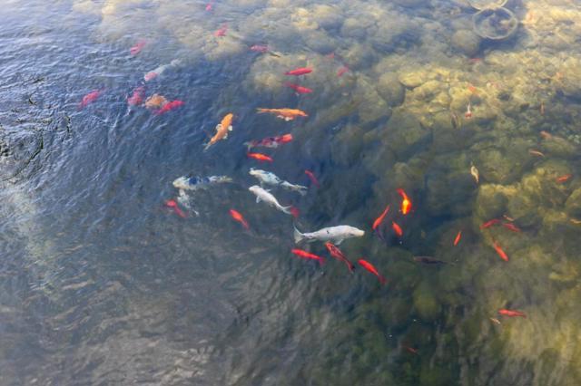 MLS #ML82015557 image #58