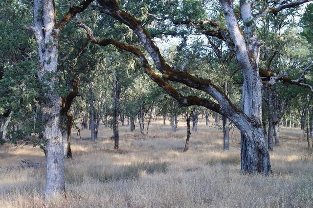 MLS #ML82017559 image #7