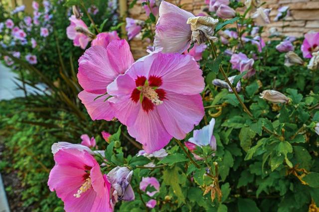 MLS #ML82019652 image #68