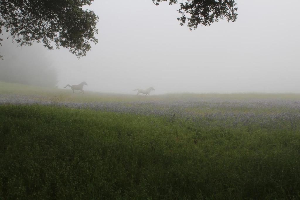 MLS #ML82020749 image #41