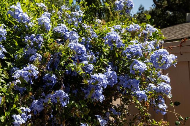 MLS #ML82021162 image #27