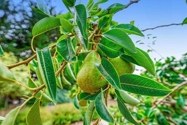 MLS #ML82021820 image #75