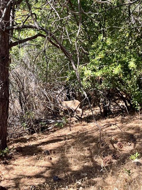 MLS #ML82022215 image #7