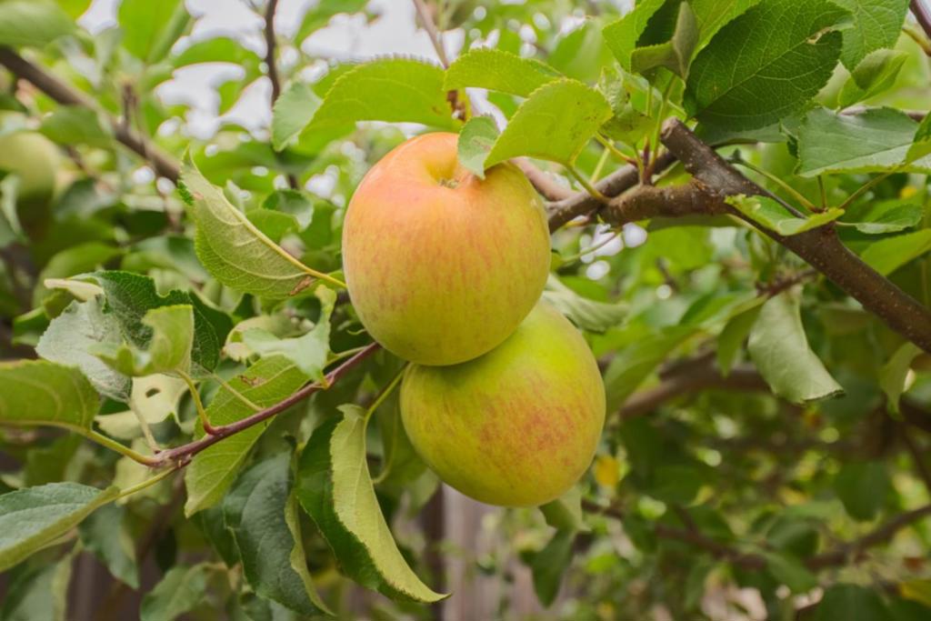 MLS #ML82022254 image #56