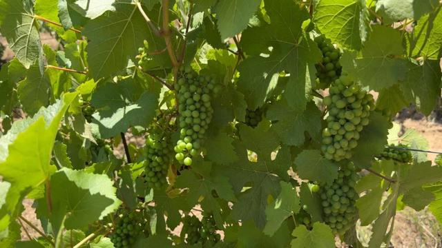 MLS #ML82023193 image #19