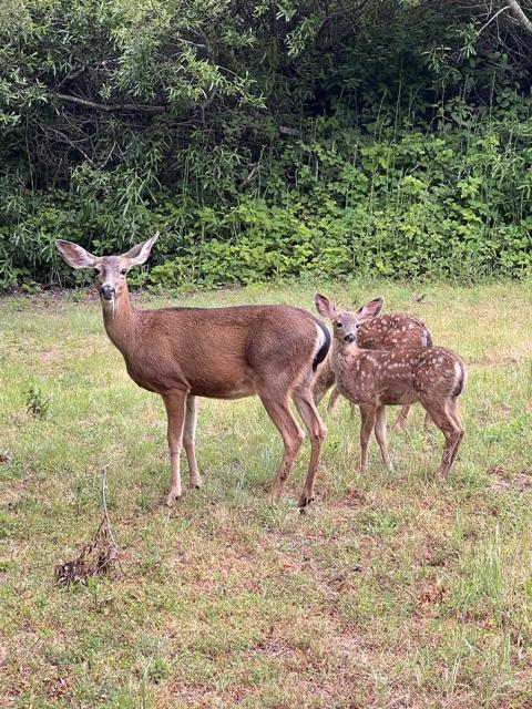 MLS #ML82023650 image #61