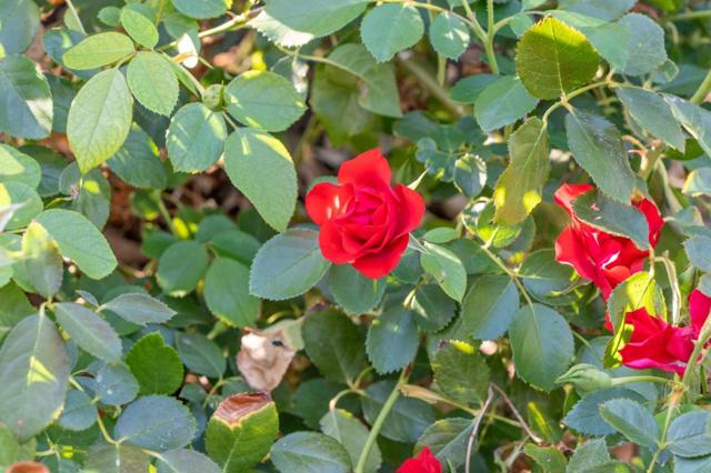 MLS #ML82023762 image #51