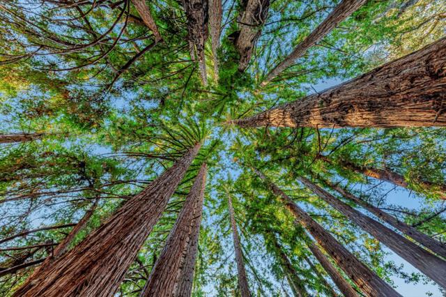 MLS #ML82024350 image #14