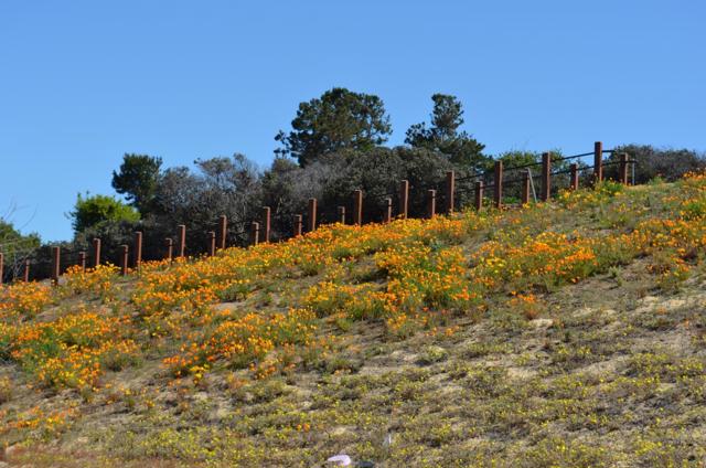 MLS #ML82024506 image #38