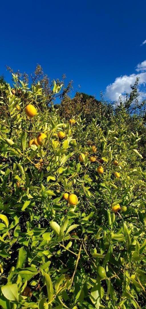 MLS #ML82024585 image #13