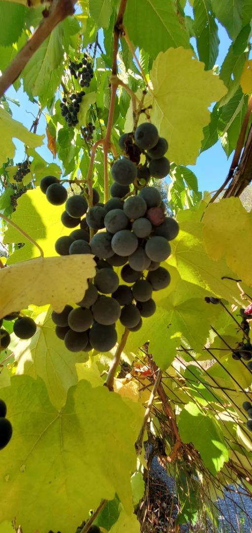 MLS #ML82024585 image #14