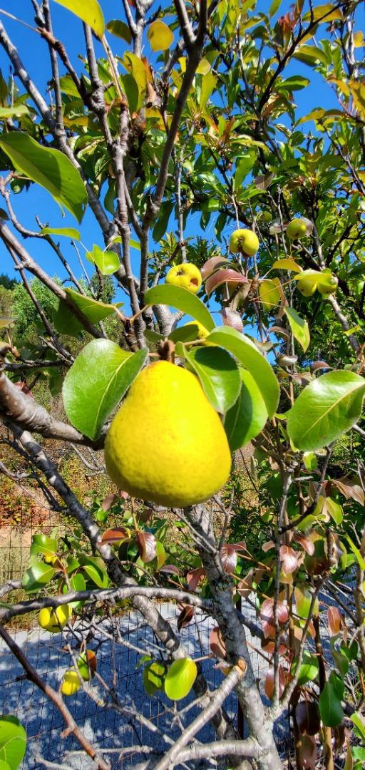 MLS #ML82024585 image #15