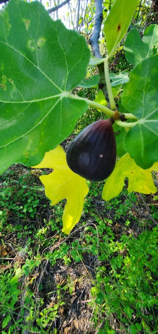 MLS #ML82024585 image #16