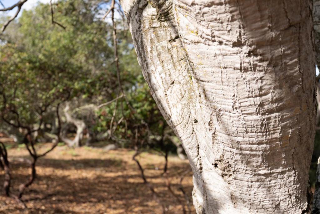 MLS #ML82024638 image #12