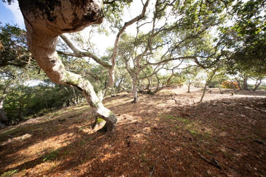 MLS #ML82024638 image #9