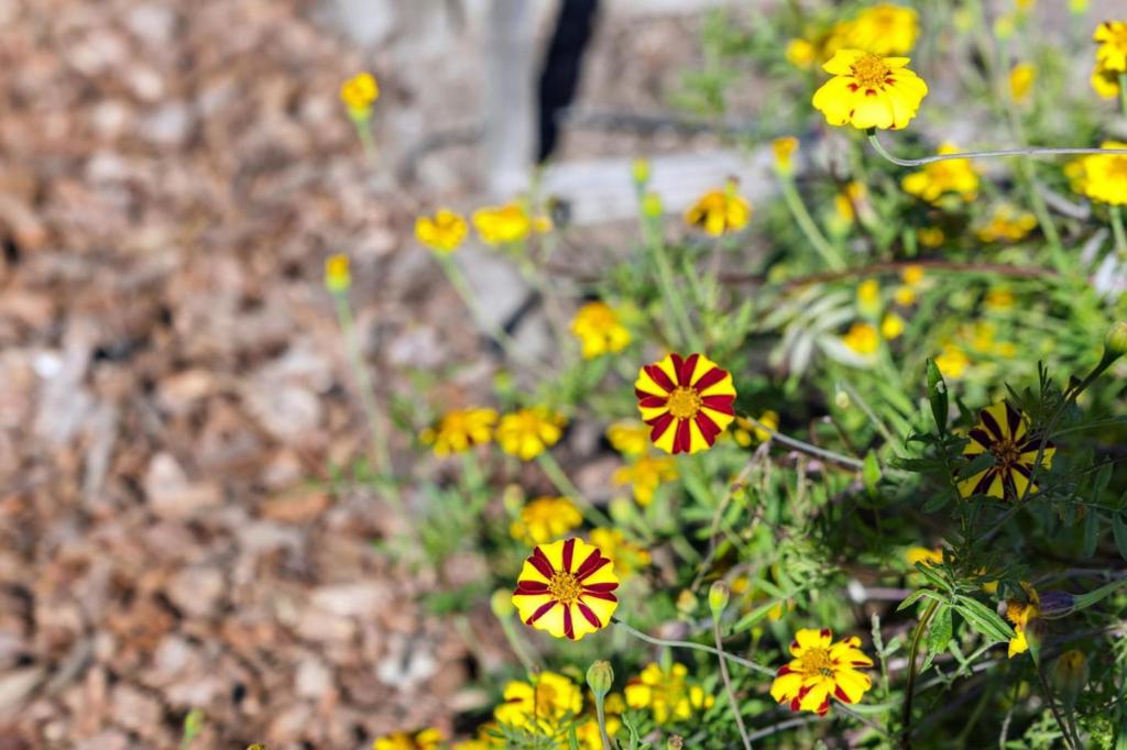 MLS #ML82024933 image #82