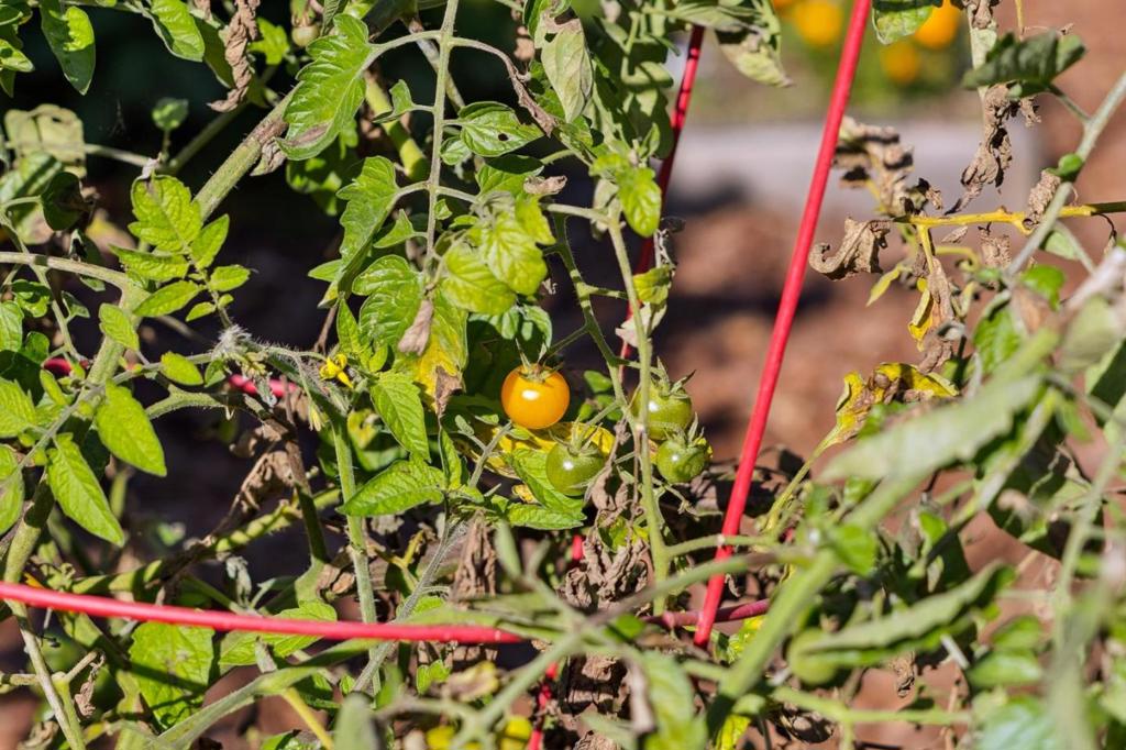 MLS #ML82024933 image #83