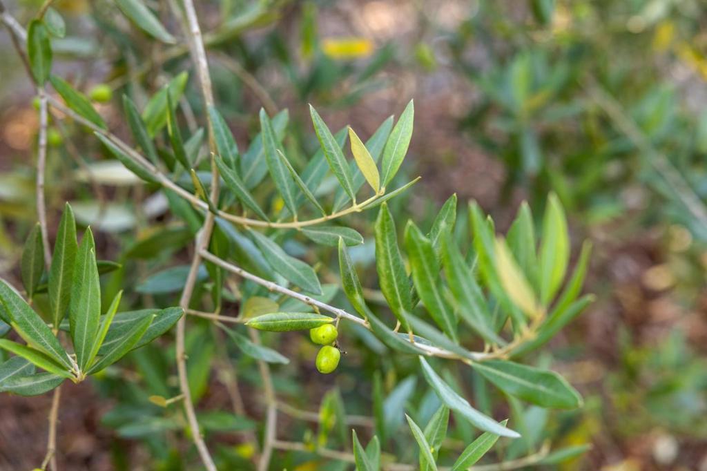 MLS #ML82024933 image #91