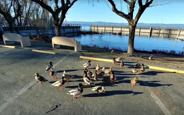 MLS #ML82024958 image #35