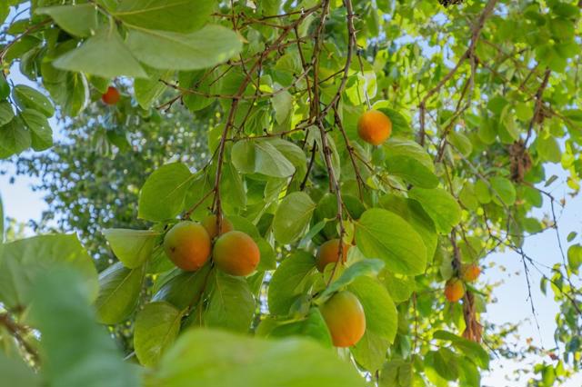 MLS #ML82025510 image #70