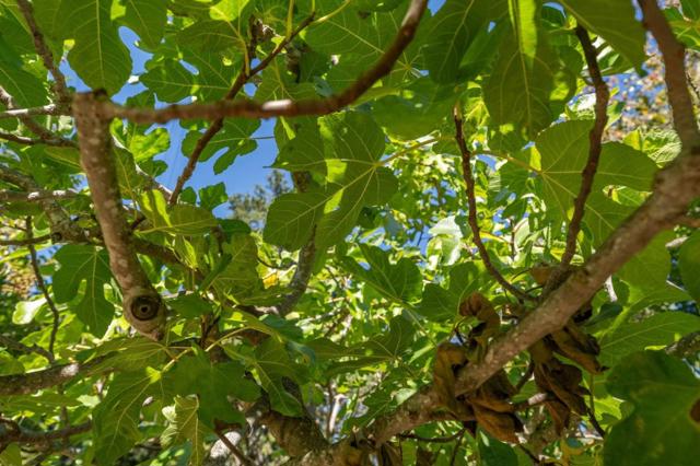 MLS #ML82025510 image #71