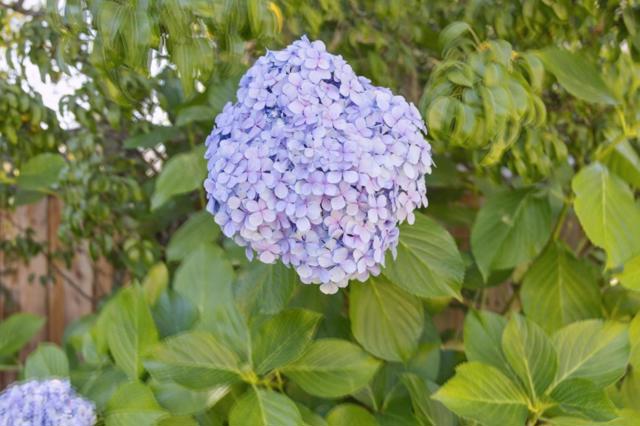 MLS #ML82026466 image #45