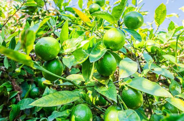 MLS #ML82027029 image #42