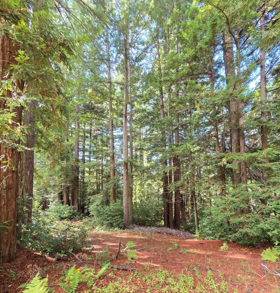 MLS #ML82027075 image #14