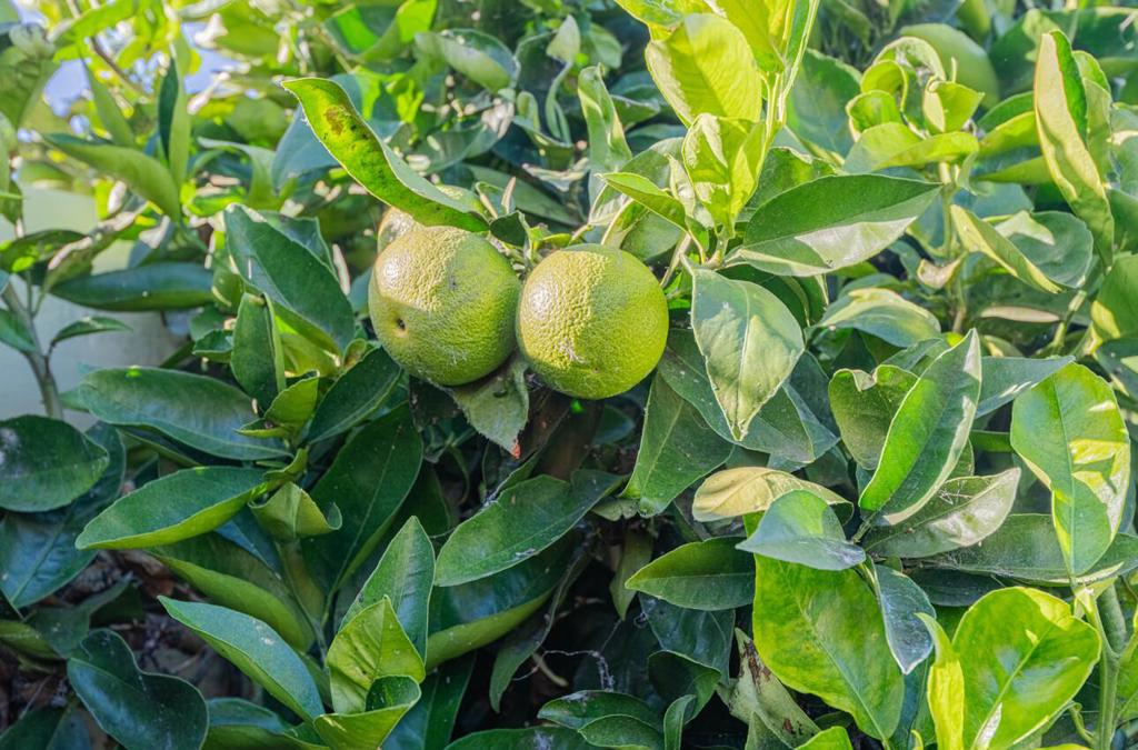 MLS #ML82027079 image #35