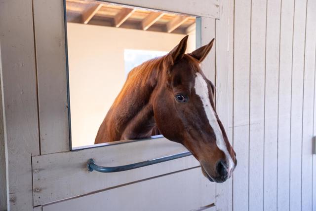 MLS #ML82027399 image #7