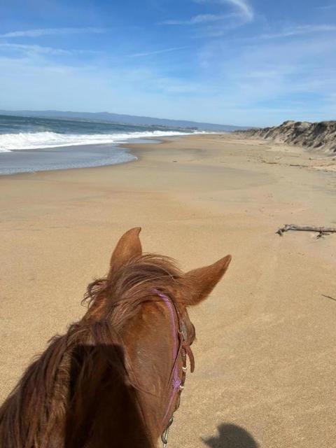 MLS #ML82027399 image #8