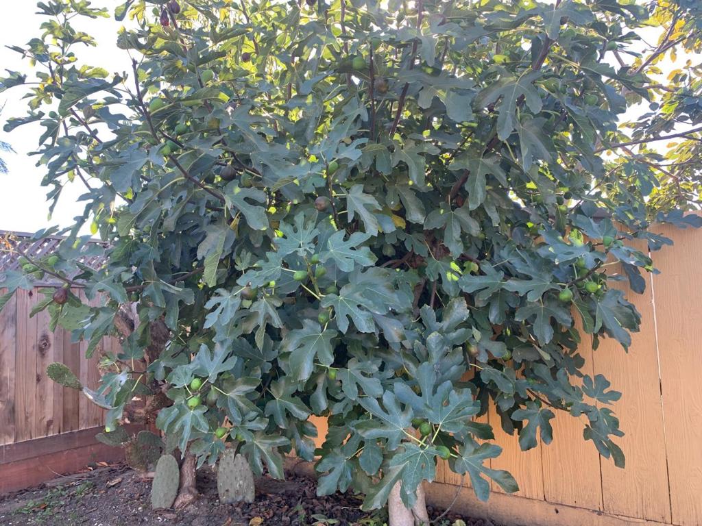 MLS #ML82027525 image #19