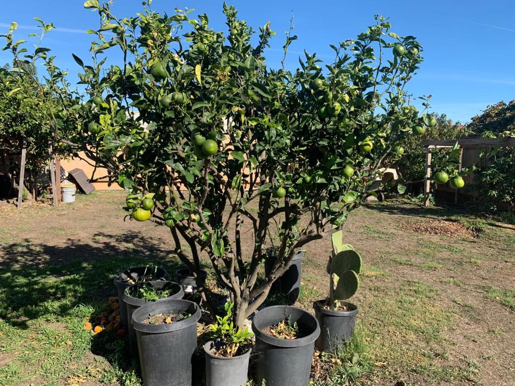 MLS #ML82027525 image #21