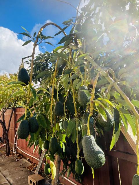 MLS #ML82027771 image #17