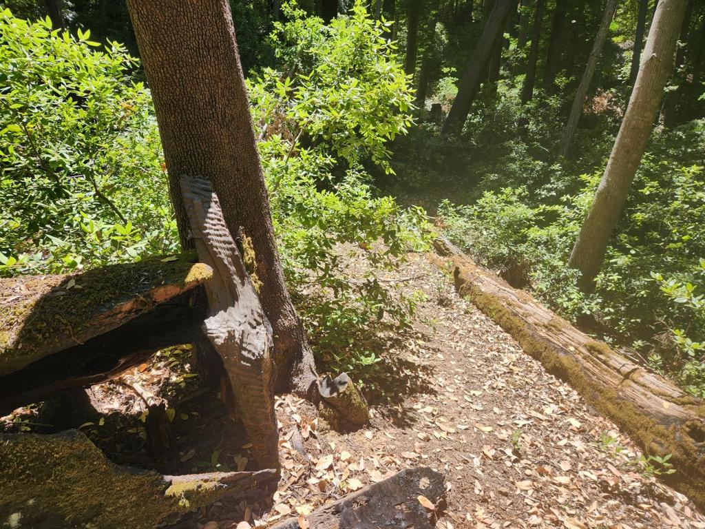 MLS #ML82027788 image #6