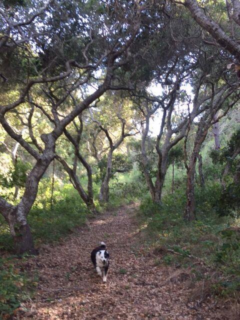 MLS #ML82028356 image #7