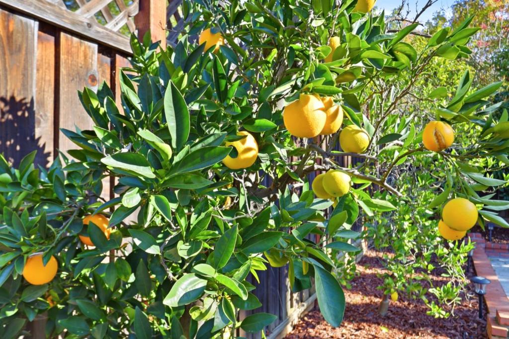 MLS #ML82028653 image #53