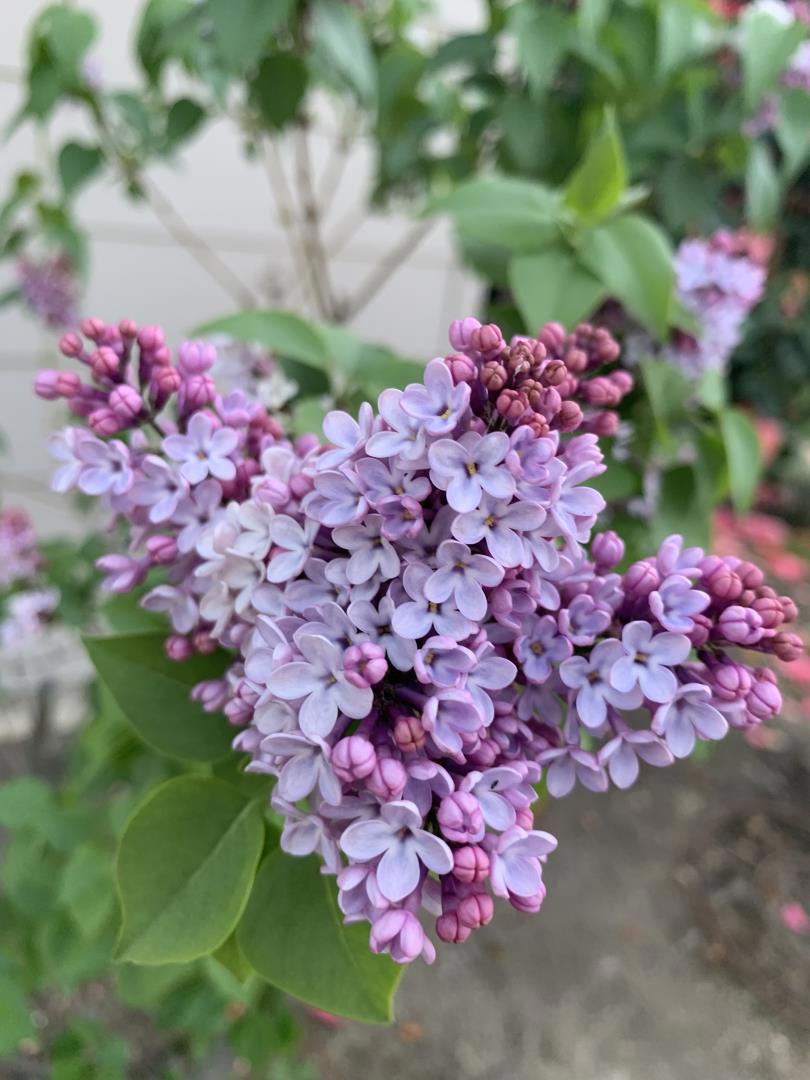 MLS #ML82028841 image #40