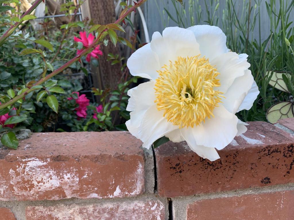 MLS #ML82028841 image #42