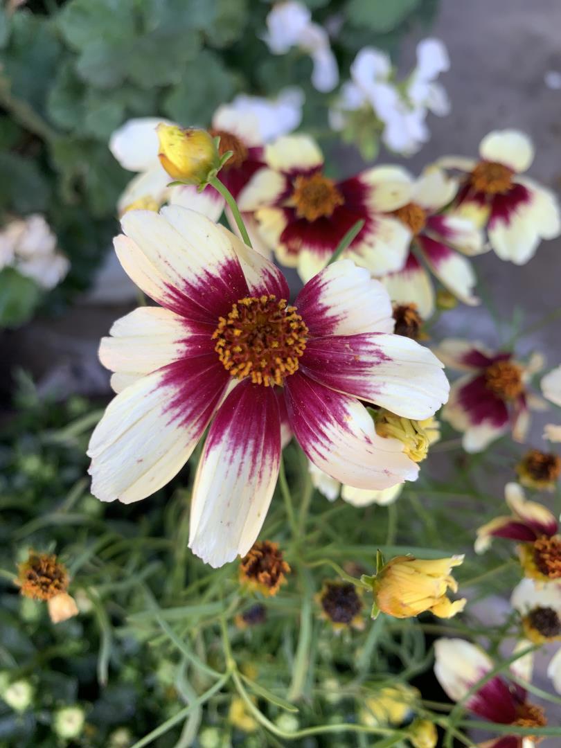 MLS #ML82028841 image #43