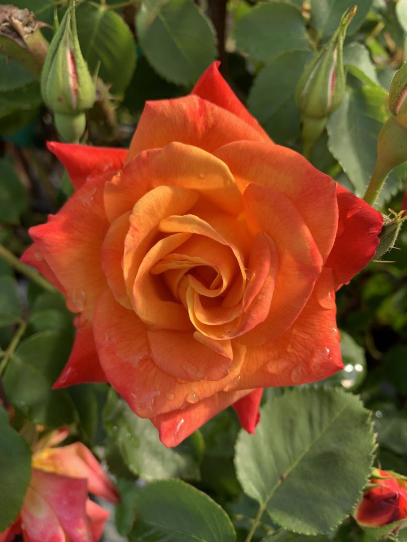 MLS #ML82028841 image #48