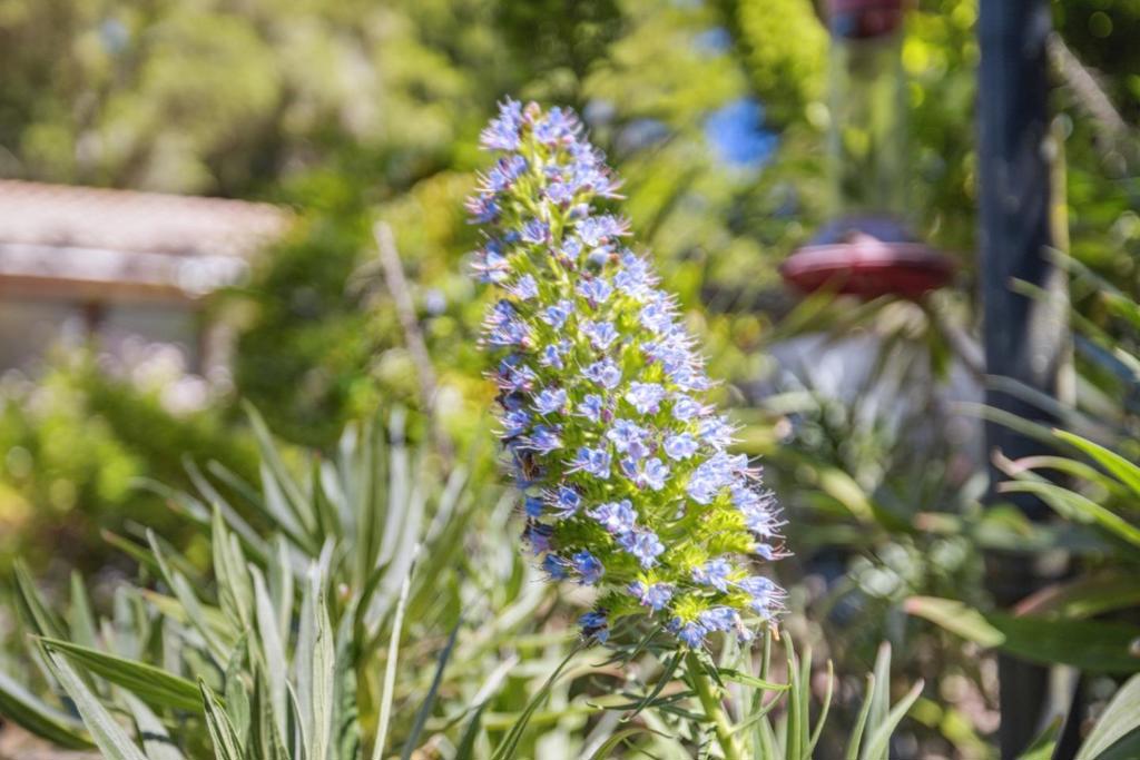 MLS #ML82028847 image #39