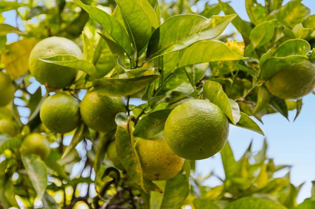 MLS #ML82028894 image #30