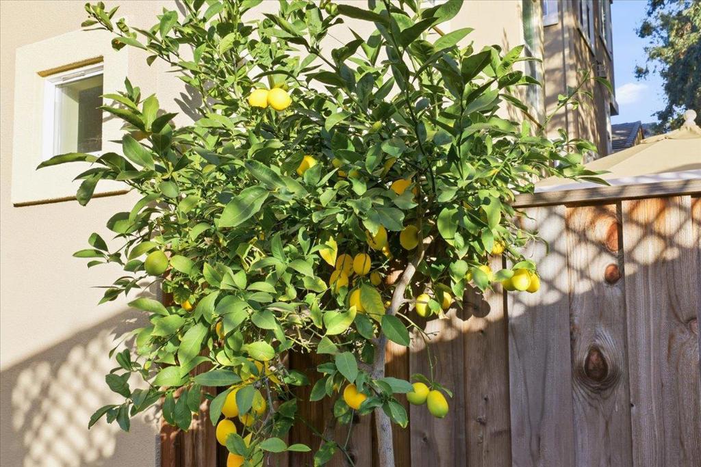 MLS #ML82030447 image #66