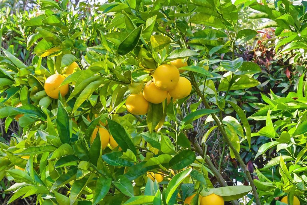 MLS #ML82030601 image #12