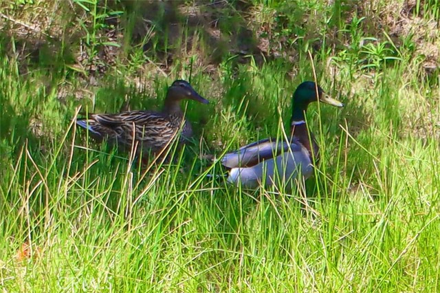 MLS #MP25102714 image #44