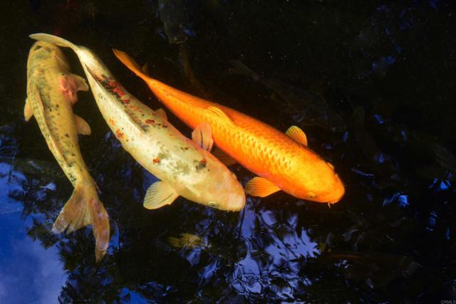 MLS #NDP2504936 image #52