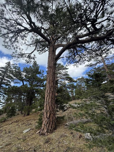 MLS #NDP2506335 image #27